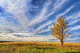 Cornfield Tree_17171